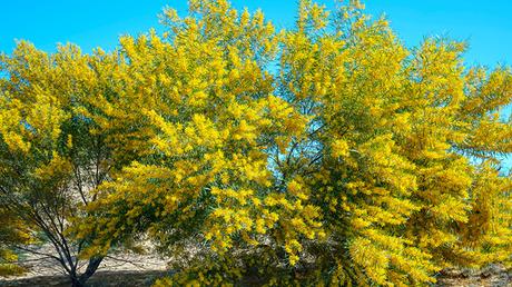 Acacia Saligna Acacia Saligna