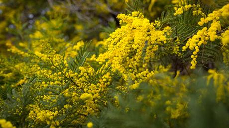 Acacia Decurrens Acacia Decurrens