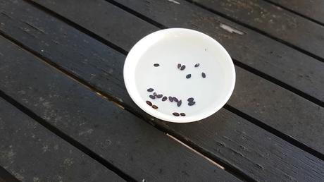 Acacia Seeds: Definition, Nutrition, Health Benefits, and Pods, Germination How to Plant Acacia Seeds?