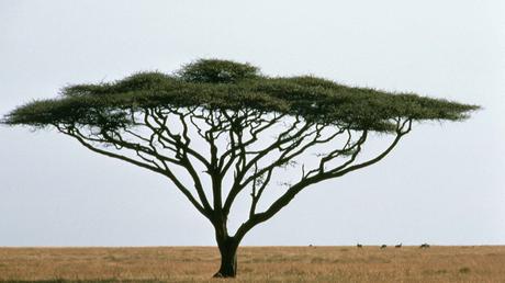 Umbrella Thorn Acacia Facts Umbrella Thorn Acacia Facts