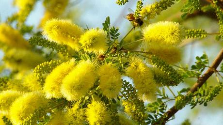 Acacia Tree Facts You Might Not Know | Fascinating Acacia Tree Facts Catclaw Acacia Facts