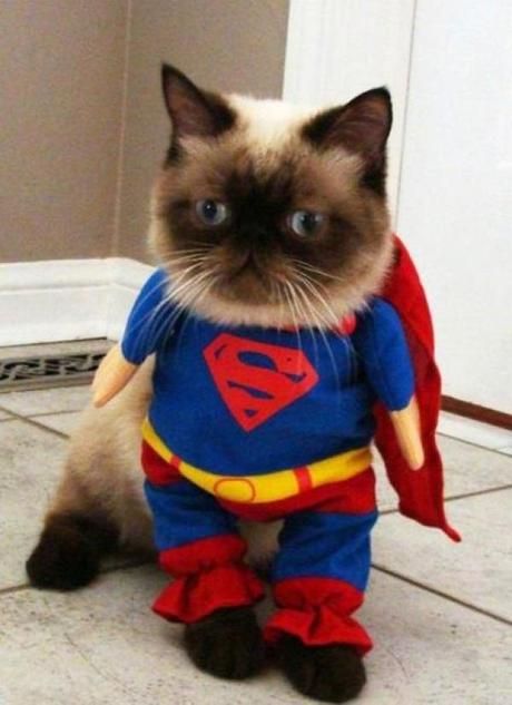 Superhero Cat Inspired By Super Man