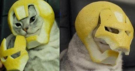 Superhero Cat Inspired By Ironman