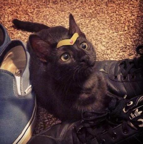 Superhero Cat Inspired By Wonder Woman