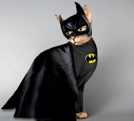 Superhero Cat Inspired By Batman