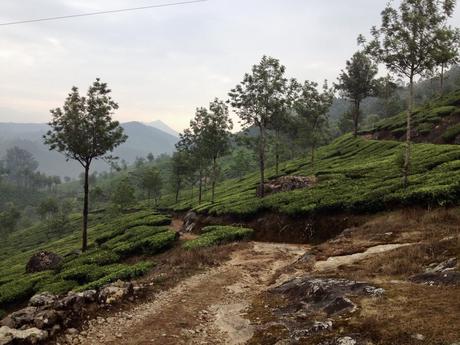 20 Best Places to Visit in Kerala A dirt path winding through green tea fields on a hillside in Munnar, Kerala, with sparse trees and mountainous terrain in the background.