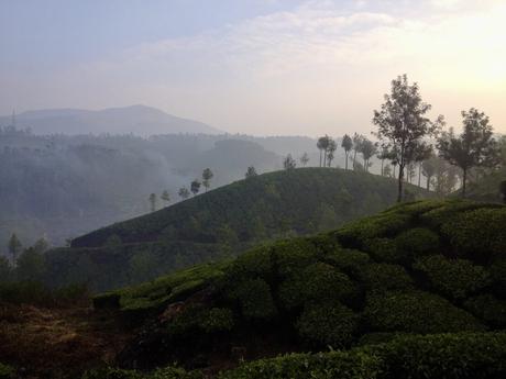 20 Best Places to Visit in Kerala A misty morning view of rolling tea plantations in Munnar, Kerala, with rows of tea bushes covering the hillsides and scattered trees dotting the landscape.