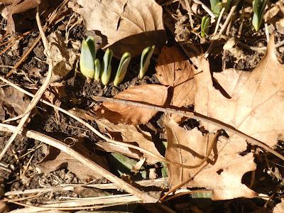 Signs of Re-Birth and Renewal