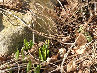 Signs of Re-Birth and Renewal