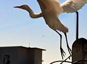 White Bird Soaring Fake Profiles