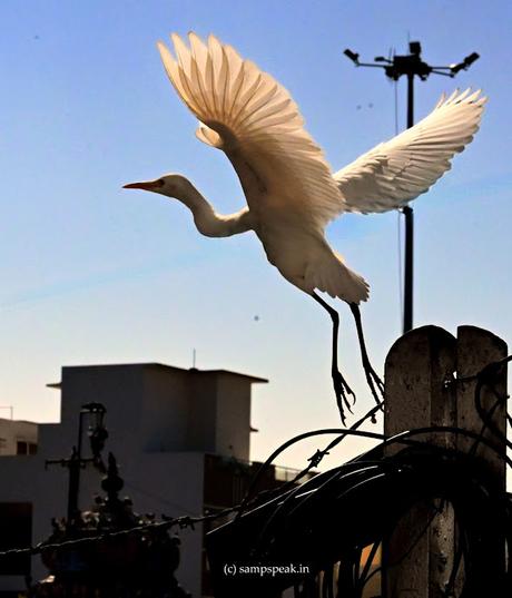 white bird soaring !  - fake profiles !!