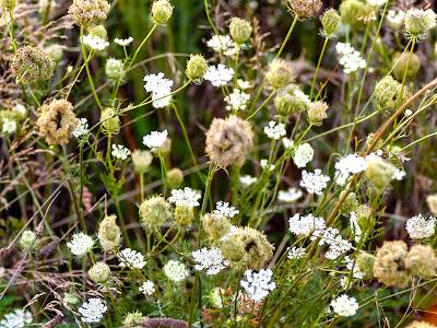 Queen Anne's Lace