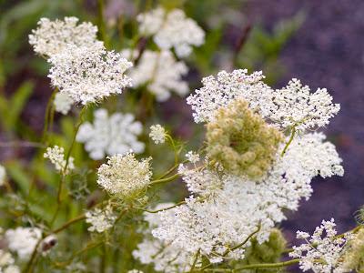 Queen Anne's Lace