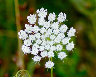Queen Anne's Lace