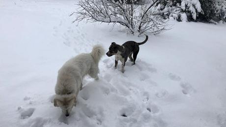 Our two puppers enjoying the snow