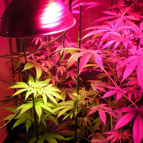 Ten Must-Have Tools for Growing High-Quality Cannabis Indoors