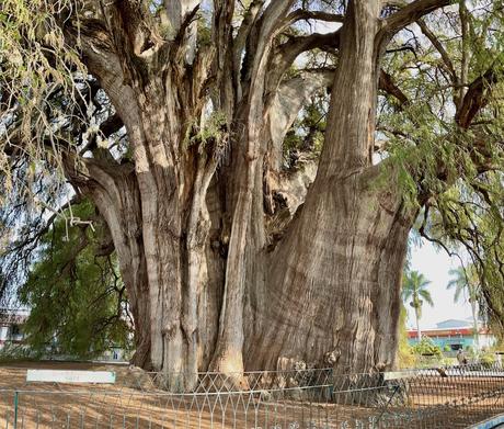 19 Best Places to Visit in Oaxaca State Enormous wide trunk of the Árbol del Tule tree in Oaxaca