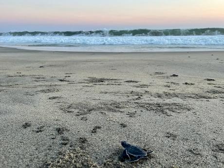 19 Best Places to Visit in Oaxaca State Baby turtle making its way down the beach to the crashing waves at Playa Mermejita with soft golden light and sunset colours in the sky.