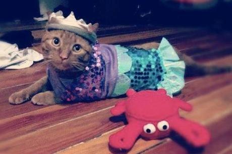 Mermaid Cat