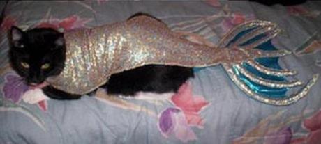 Mermaid Cat