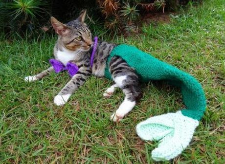 Mermaid Cat