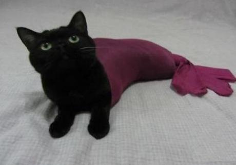 Mermaid Cat