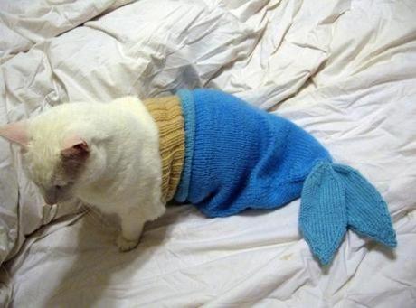 Mermaid Cat