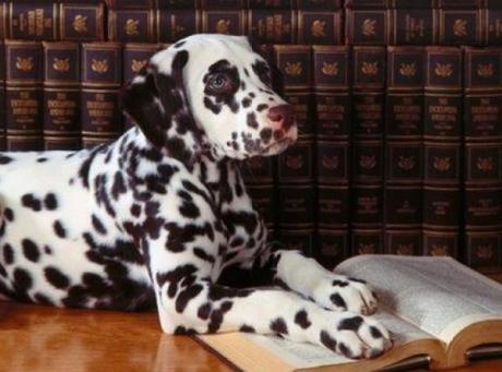 Dog Dressed as a Lawyer