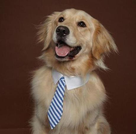 Dog Dressed as a Lawyer