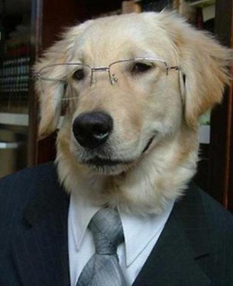 Dog Dressed as a Lawyer