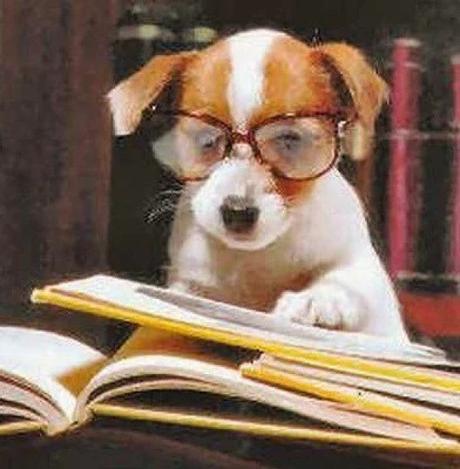 Dog Reading Law Books