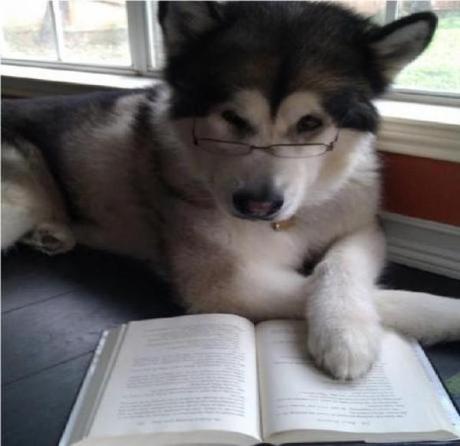 Dog Dressed as a Lawyer