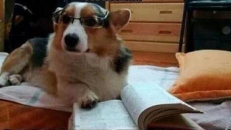Dog Dressed as a Lawyer