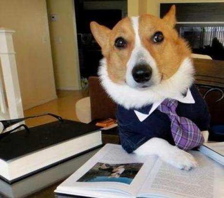 Dog Dressed as a Lawyer