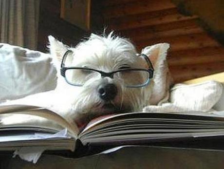 Dog Reading Law Books