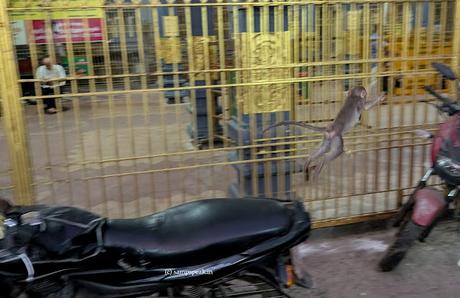 Master, I want to learn Kungfu !! Master, I want to learn Kungfu !!