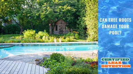 Can Tree Roots Damage Your Pool?