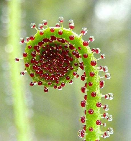 Ten Flesh-Eating Plants and Their Astonishing Feeding Tactics The Dewy Pine