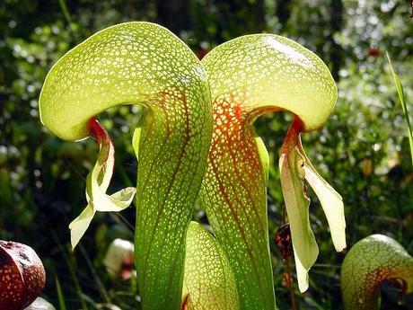 Ten Flesh-Eating Plants and Their Astonishing Feeding Tactics The Cobra Lily
