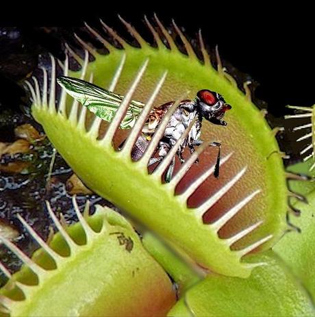 Ten Flesh-Eating Plants and Their Astonishing Feeding Tactics The Venus Flytrap