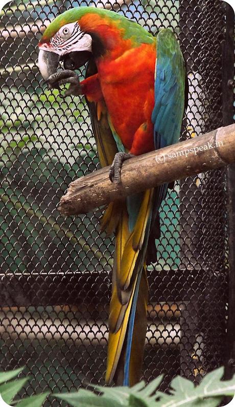 பஞ்சவர்ணக்கிளி ~ a caged Macaw பஞ்சவர்ணக்கிளி ~ a caged Macaw