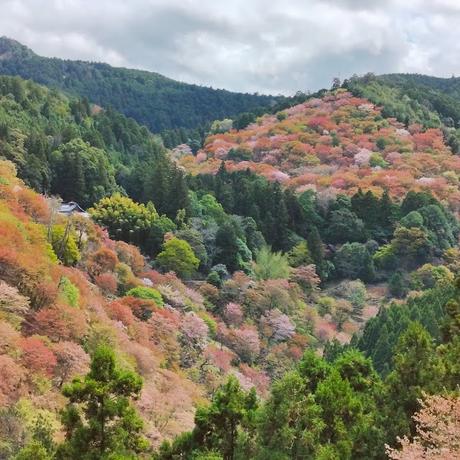 Temples and Cherry Blossoms in Mount Yoshino (Nara)