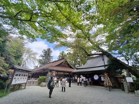 Temples and Cherry Blossoms in Mount Yoshino (Nara)