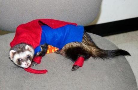 Ferret in a Superman Costume
