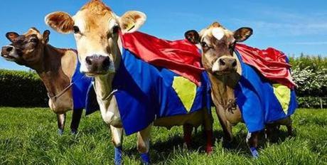 Cows in Superman Costumes
