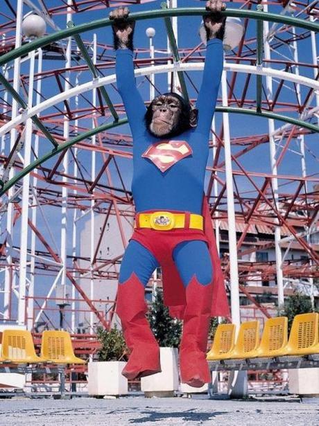 Chimpanzee in a Superman Costume