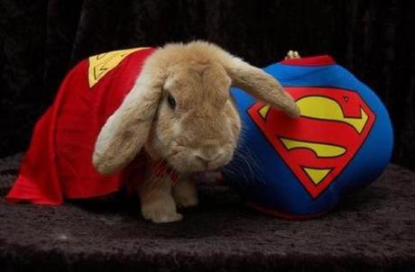 Rabbit in a Superman Costume