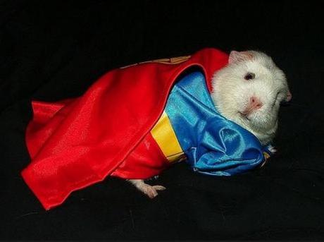 Guinea pig in a Superman Costume