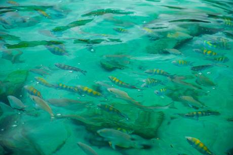 colourful tropical fish swimming in the clear waters of the blue lagoon