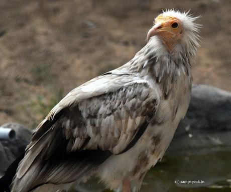 Thirukazhukkundram ~ ‘Neophron percnopterus’ Thirukazhukkundram ~ ‘Neophron percnopterus’